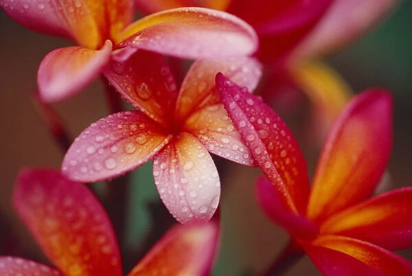 Hawaii, Maui, Close-Up Of Dark Pink Yellow Plumeria Flowers On Plant, Wet Dewdrops