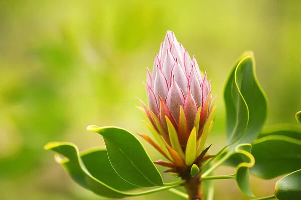 Hawaii, Maui, Close-Up Of King Protea Bud