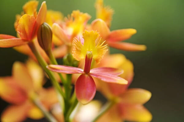 Hawaii, Maui, Close-Up Of Orange Epidendrum Orchid Cluster