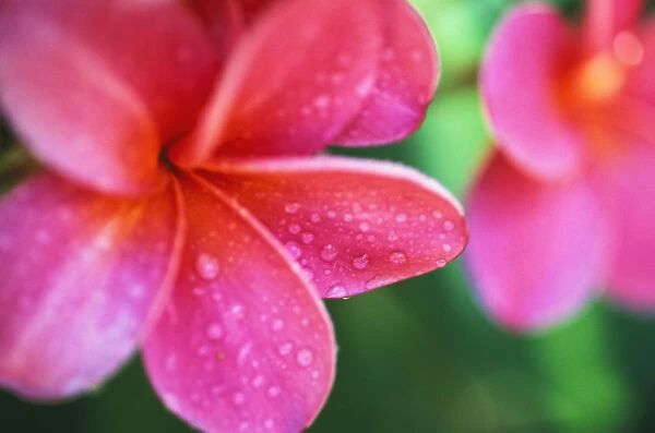 Hawaii, Maui, Close-Up Pink Plumeria Flowers Aka Frangipani, On Plant Outdoor, Water Droplets Wet Blurry Background