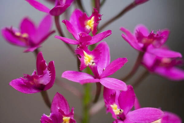 Hawaii, Maui, Close-Up Of Purple Epidendrum Orchids On Stem