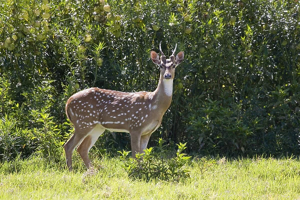 Hawaii, Maui, A Feral Axis Deer (Axis Axis) Standing In A Green Meadow