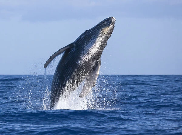 Hawaii, Maui, Humpback Whale Breaching