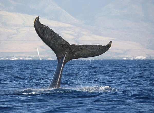 Hawaii, Maui, Humpback Whale Fluking Its Tail