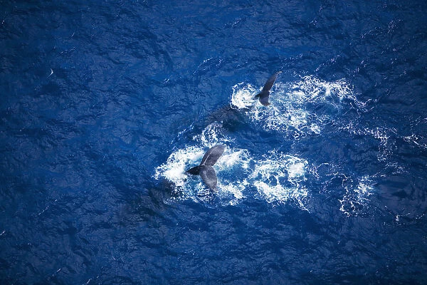 Hawaii, Maui, Humpback Whales, Aerial View