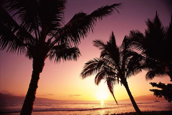 Hawaii, Maui, Ka anapali, Sunset With Palms Silhouetted, Golden Reflections On Ocean, Purple