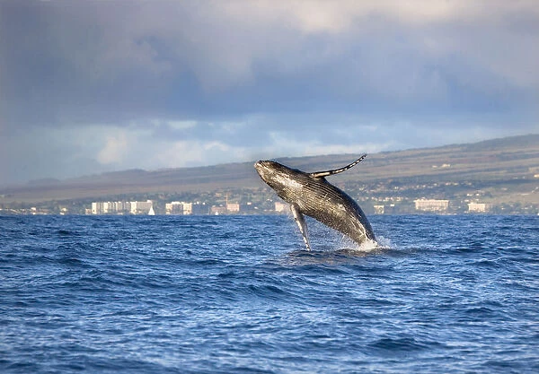 Hawaii, Maui, Kaanapali, Humpback Whale Breaching With Island In The Background