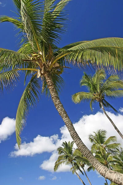 Hawaii, Maui, Kamaole Beach, Palm Trees Against Blue Sky And Clouds