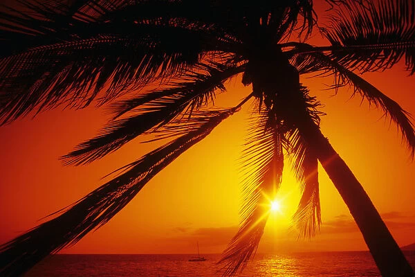 Hawaii, Maui, Kihei, Charley Young Beach, orange sunset thru palm silhouette
