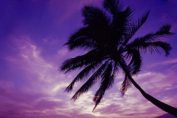 Hawaii, Maui, Kihei, Kamaole Beach At Twilight With Purple Pink Sky, Palm Tree Silhouetted D1554