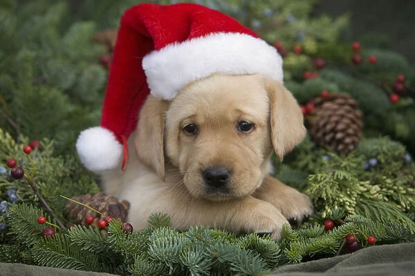 Hawaii, Maui, Labrador Retriever Puppy With Santa Hat In A Christmas Wreath