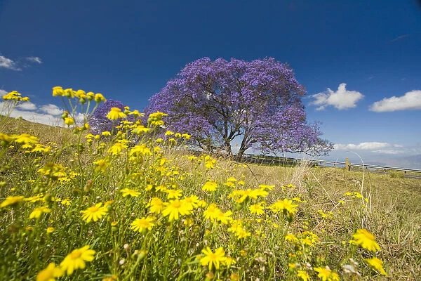 Hawaii, Maui, The Lavender Blossoms Of This Jacaranda Tree (Jacaranda Mimosifolia) Contrast The Spring Flowers In A Field Beside The Road To Haleakala Crater