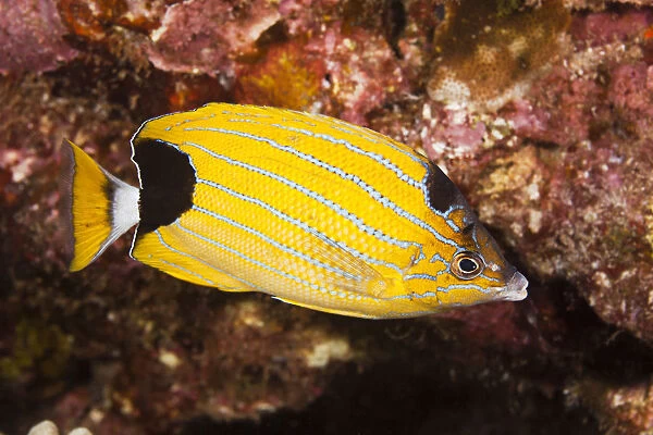 Hawaii, Maui, Molokini, Close Up Of A Bluestripe Butterflyfish, (Chaetodon Fremblii)Also Known As Kikakapu