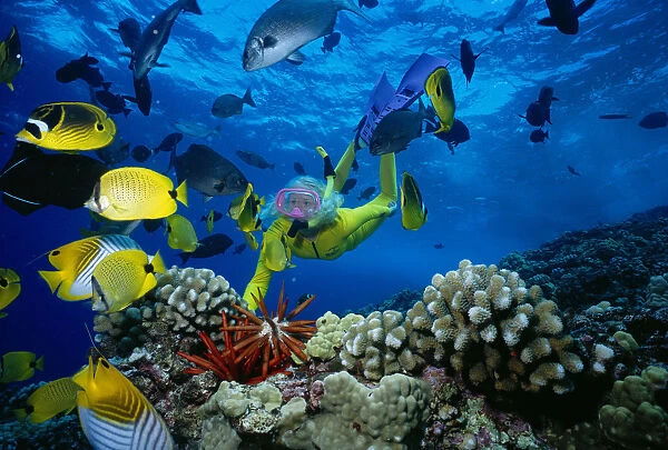 Hawaii, Maui, Molokini Crater, Woman In Yellow Dive Suit Snorkels Over Reef, Colorful Fish