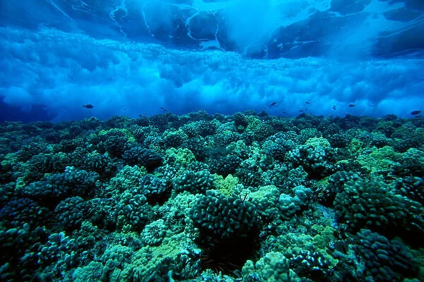 Hawaii, Maui, Molokini Island, Underwater View Of Wave Breaking Over Shallow Reef B1916