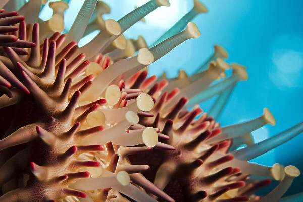 Hawaii, Maui, Molokini, A Macro Shot Of The Spines And Tube Feet Of A Crown Of Thorns Starfish, (Acanthaster Planci)