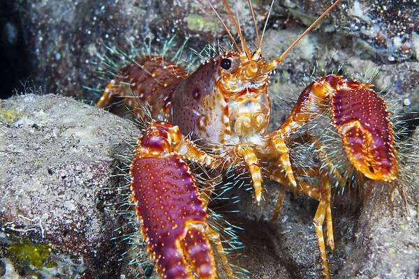 Hawaii, Maui, Molokini, Western Lobster, (Enoplometopus Occidentalis) Found Among Rocks