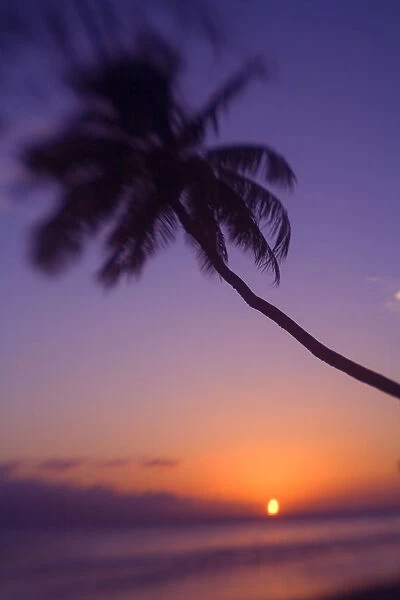 Hawaii, Maui, Olowalu, Palm Tree Over The Beach At Sunset