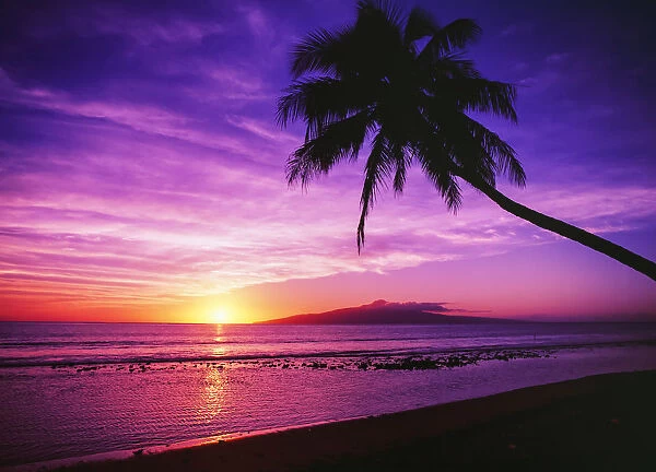 Hawaii, Maui, Olowalu, Palm Tree Silhouette At Sunset, Lanai In The Distance