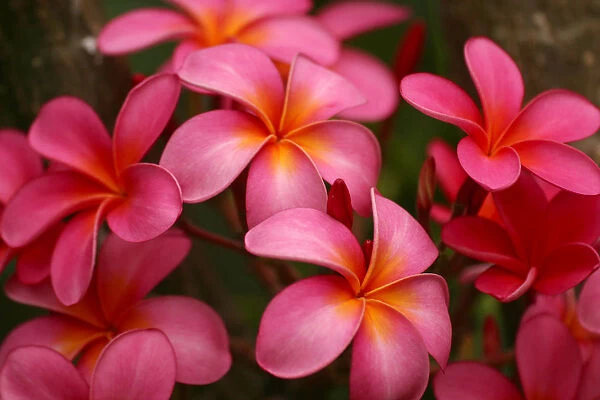 Hawaii, Maui, Pink Plumerias