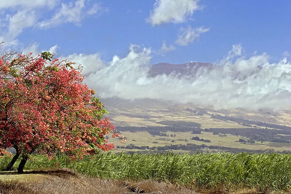 Hawaii, Maui, Science City At The Top Of Haleakala Volcano Can Be Seen In This Upcountry Scene With Tree In Bloom