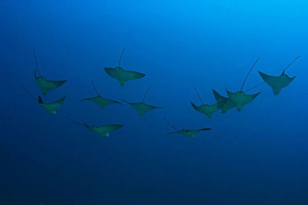 Hawaii, Maui, Spotted Eagle Rays (Aetobatus Narinari) In Blue Ocean Water, View From Behind