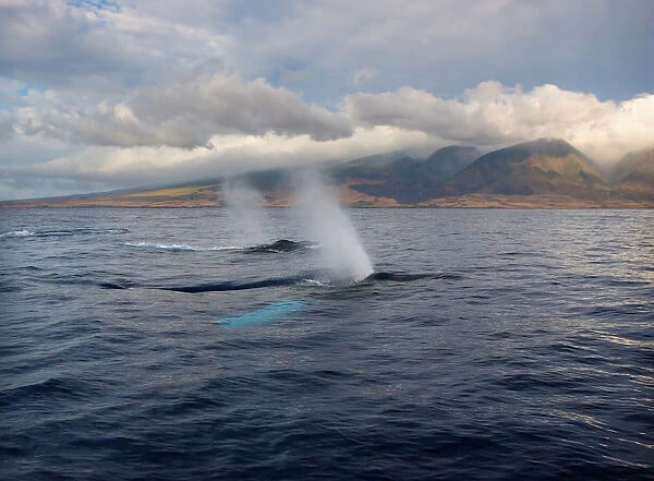 Hawaii, Maui, The Spout Of Two Humpback Whales