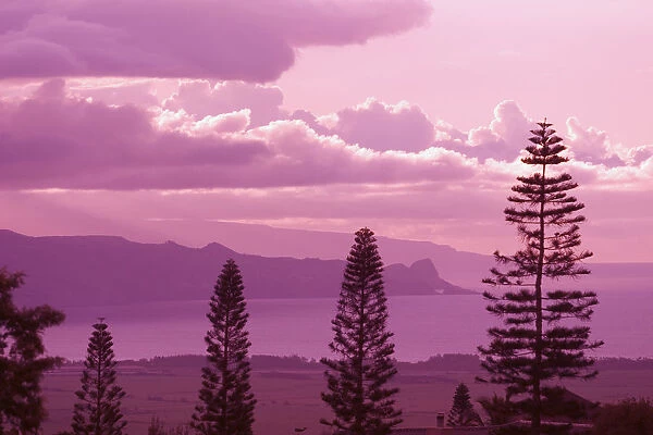 Hawaii, Maui, Sunset Looking Toward Kahakuloa, Pine Trees In Foreground