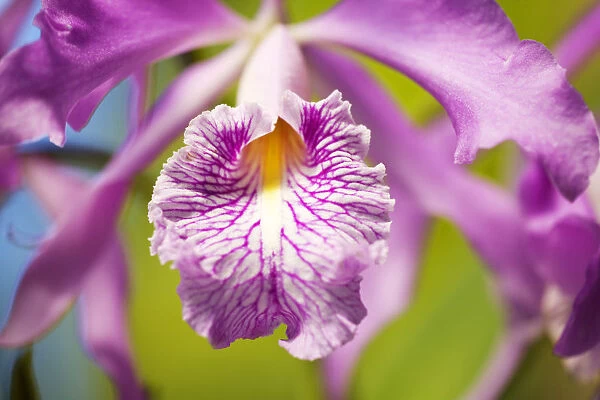 Hawaii, Maui, Vibrant Pink Orchid