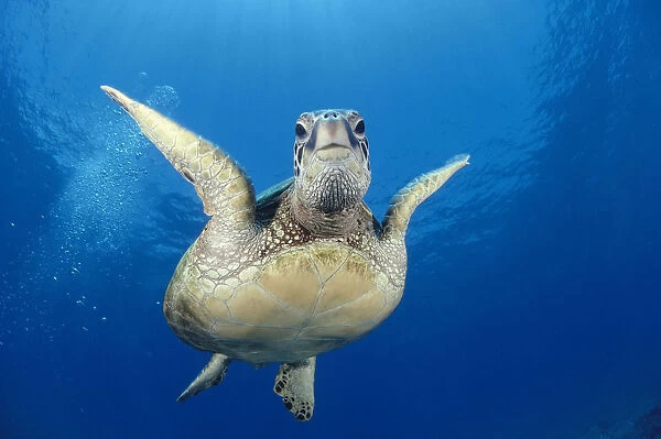 Hawaii, Maui, Front View Of Green Sea Turtle Midwater (Chelonia Mydas) A77A