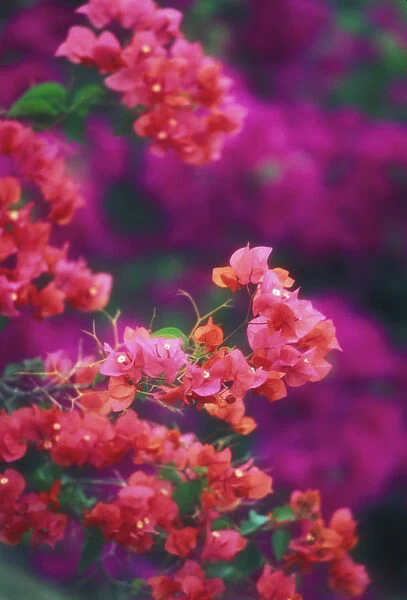 Hawaii, Maui, Wailea, Close-Up Pink Bougainvillea Blossoms On Plant, Purple In Blurry Background
