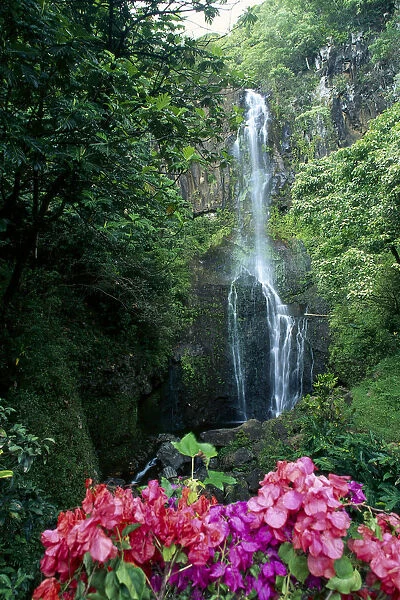 Hawaii, Maui, Wailua Waterfall And Rainforest, Bougainvillea In Foreground B1605