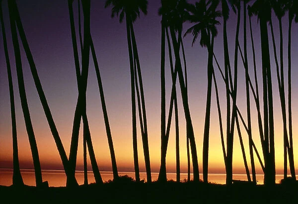 Hawaii, Molokai, Kapuaiwa Coconut Grove, Palm Tree Trunks Silhouetted At Sunset, Ocean Background Orange Yellow A29E