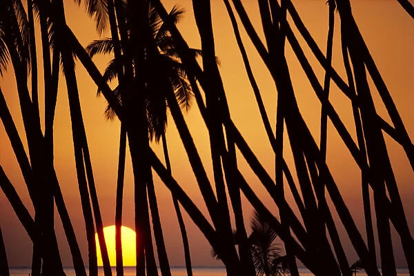 Hawaii, Molokai, Kapuaiwa Coconut Grove, Trees Silhouetted At Sunset