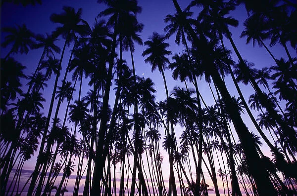 Hawaii, Molokai, Sunset Palms Tree Grove, Upward View Blue Golden Sky A29C