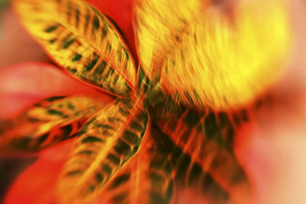 Hawaii, Oahu, Abstract image of a colorful Croton plant