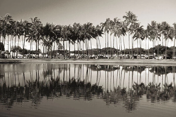 Hawaii, Oahu, Ala Moana Beach Park, Line Of Palm Trees And Reflections In Pond (Sepia Photograph)