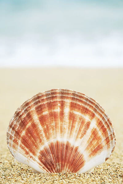 Hawaii, Oahu, Brown And White Clam Shell On Sand