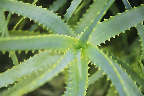 Hawaii, Oahu, Close Up Of Aloe Garden