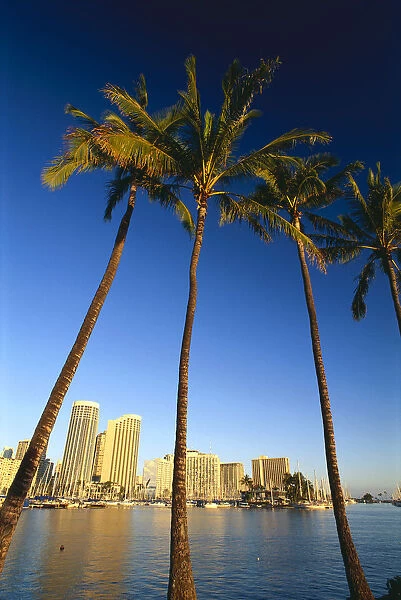 Hawaii, Oahu, Daytime View Of Waikiki Skyline And Harbor, Palm Trees In Foreground