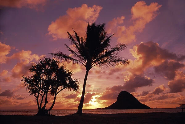 Hawaii, Oahu, Kualoa County Beach Park, Mokoli i Island (Chinaman Hat) At Sunrise Palm Tree Foreground
