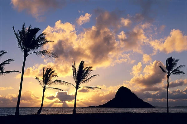 Hawaii, Oahu, Kualoa County Beach Park, Mokoli i Island (Chinaman Hat) Silhouetted At Sunrise, Palms On Shore