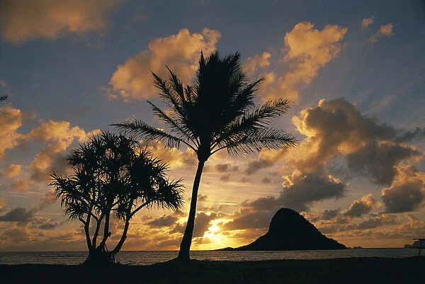 Hawaii, Oahu, Kualoa County Beach Park, Mokoli i Island (Chinaman Hat) At Sunrise Golden Light Palm Tree In Foreground