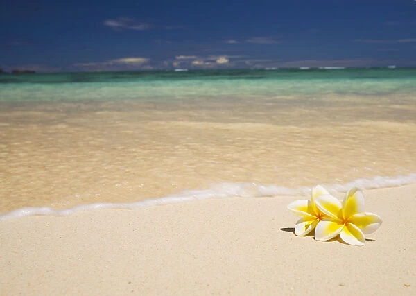 Hawaii, Oahu, Lanikai Beach, Two Plumerias Resting On The Sand Of A Gorgeous Tropical Beach