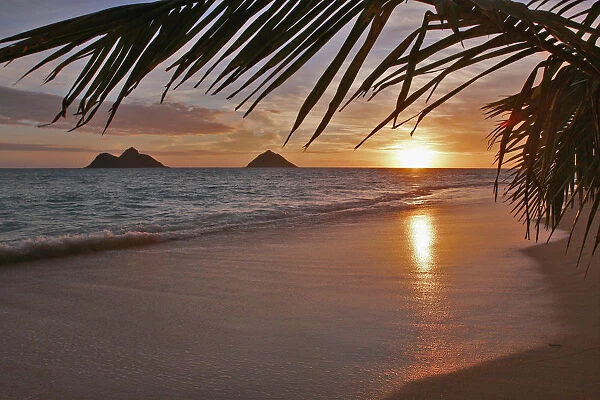 Hawaii, Oahu, Lanikai, Early Morning With The Mokolua Islands In The Distance And A Palm Frond In The Foreground