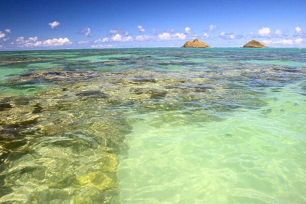 Hawaii, Oahu, Lanikai, Mokulua Islands, Coral Head