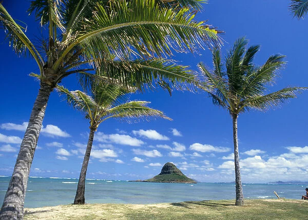 Hawaii, Oahu, Mokoli i Island (Chinaman Hat) Palm Trees, Beach