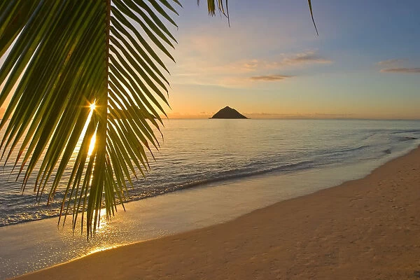 Hawaii, Oahu, Mokulua Islands, Golden Sunrise At Lanikai Beach, Palm Branch