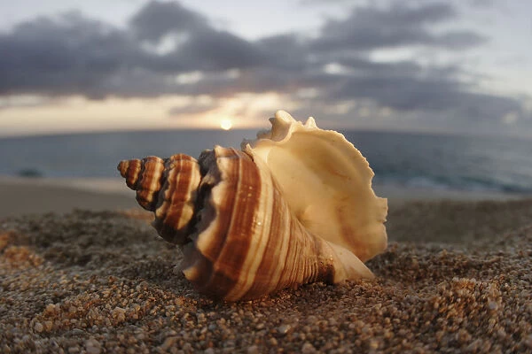 Hawaii, Oahu, North Shore, Seashell Laying In The Sand With Sun Setting Behind It