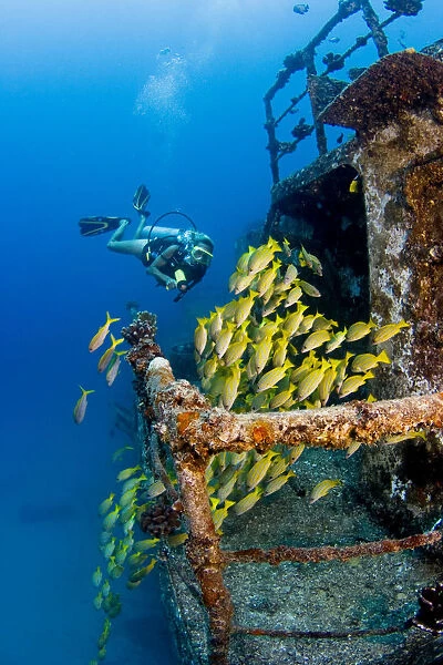 Hawaii, Oahu, School Of Blue Striped Snapper Fish; Waikiki, Diver Exploring Sea Tiger Ship Wreck